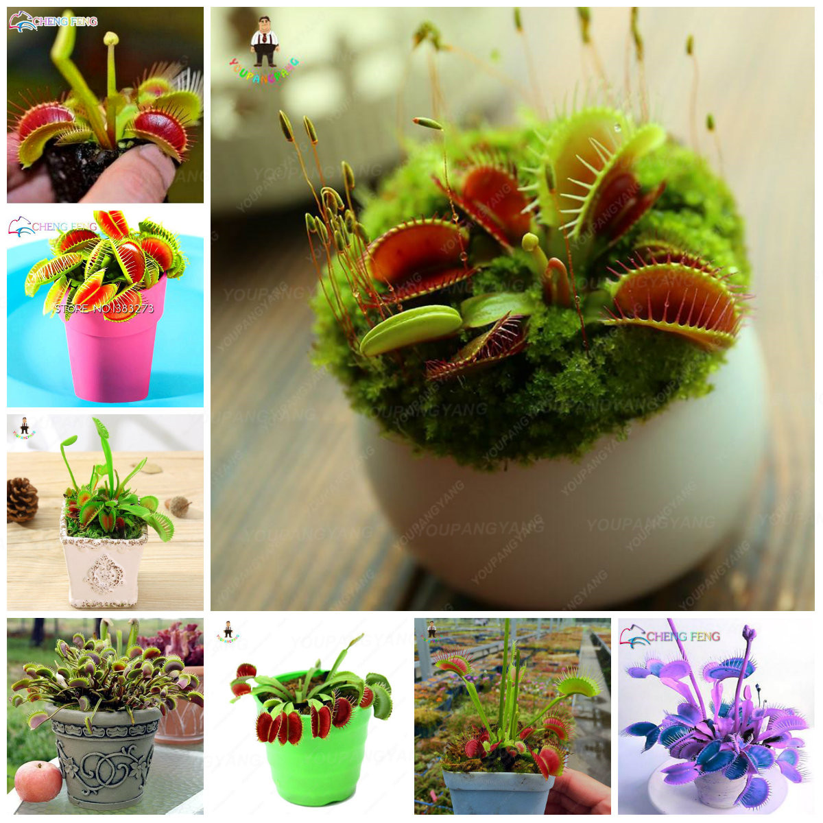 200pcs Lavender Herb Seeds Four Seasons Blooming Decorative For Balcony Patio Pots - 22