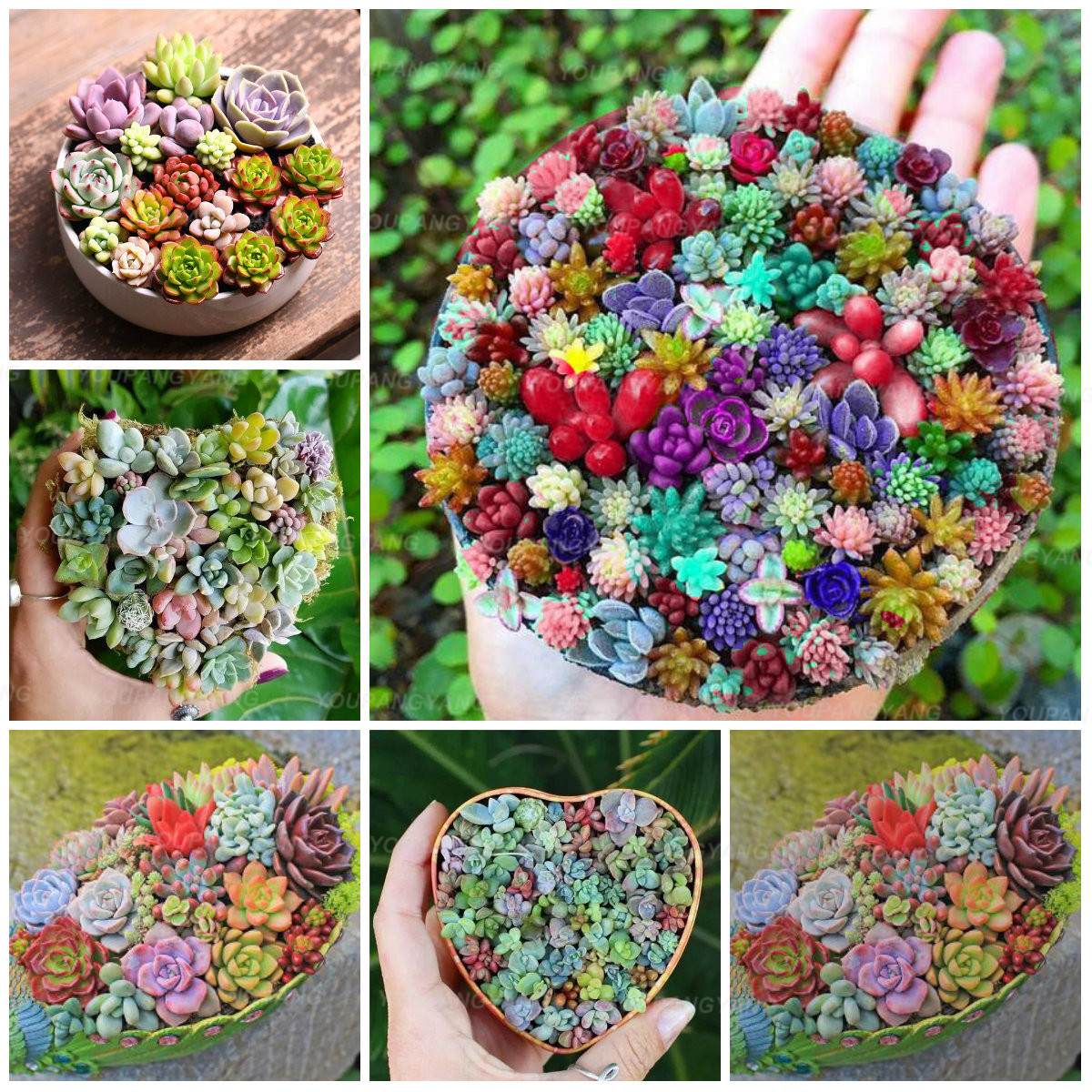 200pcs Lavender Herb Seeds Four Seasons Blooming Decorative For Balcony Patio Pots - 17