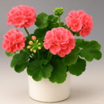 100pcs Geranium Plantas Perennial Bonsai Flower Plant Pelargonium Peltatum Flores Potted Home Garden Seeds - 5