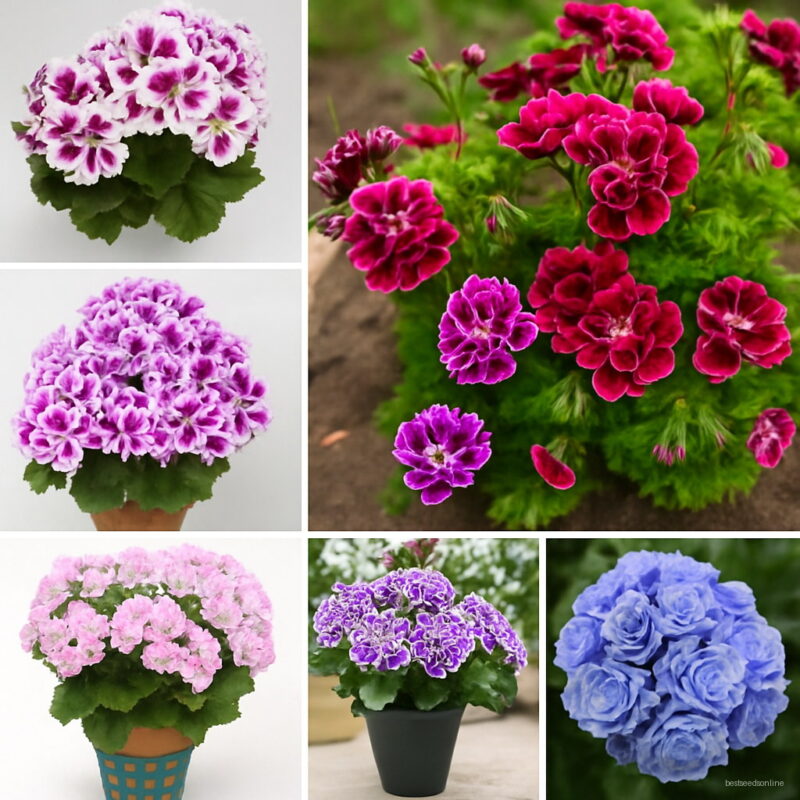 100pcs Geranium Plantas Perennial Bonsai Flower Plant Pelargonium Peltatum Flores Potted Home Garden Seeds