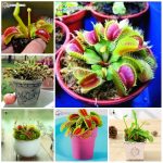 Big Promotion! 100Pcs Potted Insectivorous Bonsai Plant Blue Dionaea Muscipula Carnivorous Plants Giant Clip Venus Flytrap Plant Seeds