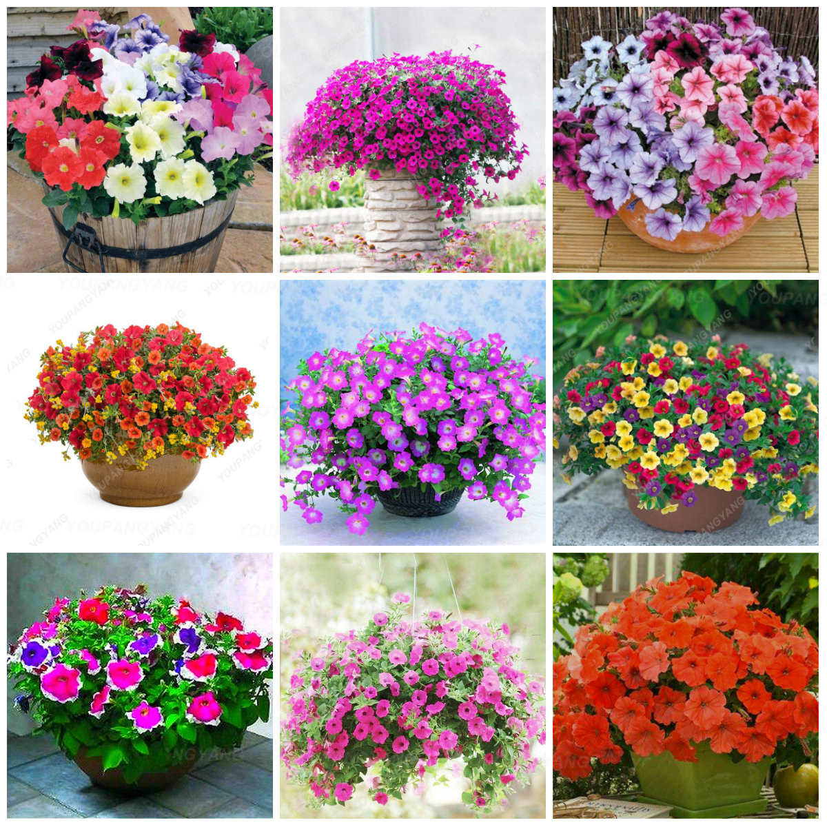 50 Pieces Double Petal Petunia Flower Seeds For Indoor Greenhouse Cultivation Friendly - 12