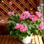 50 Pcs Geranium Flower Bonsai Garden Flowers Perennial Plant Diy Home Outdoor Seeds - 2