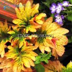 100pcs Bonsai Colored Grass Perennial Indoor Flower Potted Foliage Plant Coleus Home Graden Balcony Plants Seeds - 6