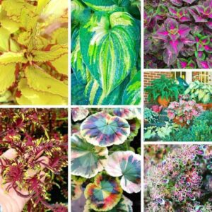 100pcs Bonsai Colored Grass Perennial Indoor Flower Potted Foliage Plant Coleus Home Graden Balcony Plants Seeds
