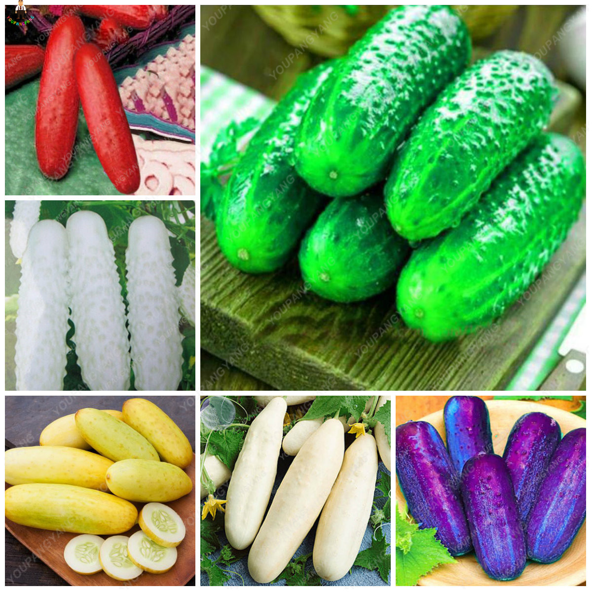 100pcs Coleus Seeds Vibrant Colored Grass For Indoor Decorative Pot Balcony Or Terrace Foliage - 12