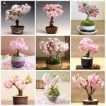 10pcs Japanese Sakura Bonsai Oriental Cherry Blossom Plants Home Garden Decoration Seeds - 5