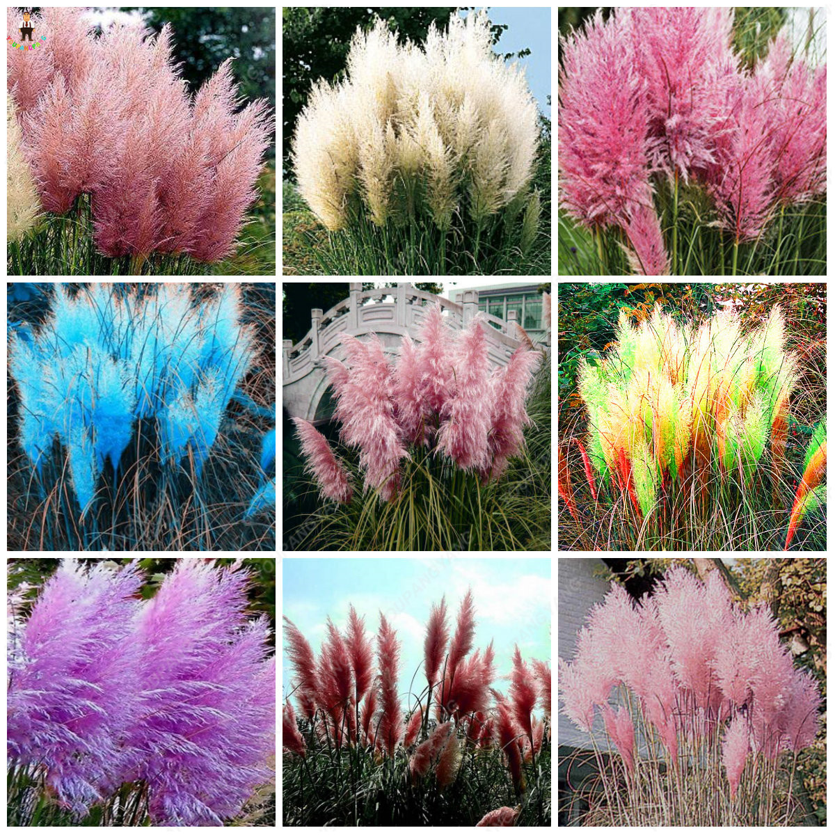 200pcs Mixed Pampas Grass Seeds Cortaderia Selloana Diy Ornamental Flower Pot Decor Indoor Outdoor Greenery - 2