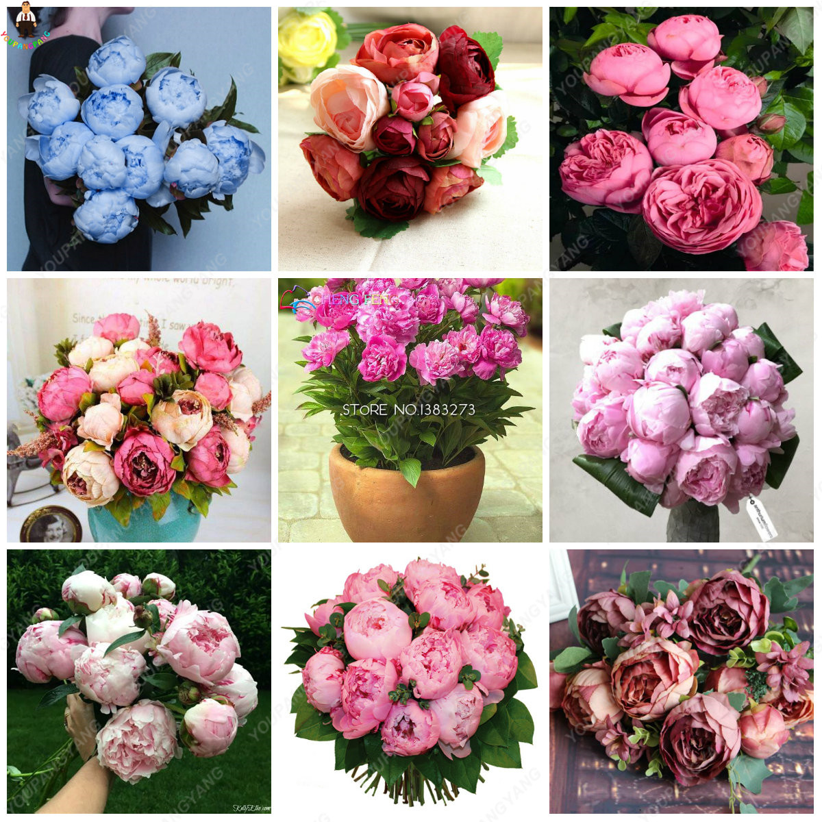 10pcs Double Peony Seeds Multicolor Perennial Chinese Paeonia Suffruticosa Diy Landscape Decoration Accessories - 10