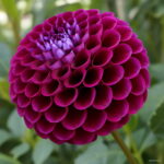 50pcs Dahlia Flower Mixed Bonsai Charming Bonsais Not Bulbs High Germination Home Garden Planting Seeds - 5