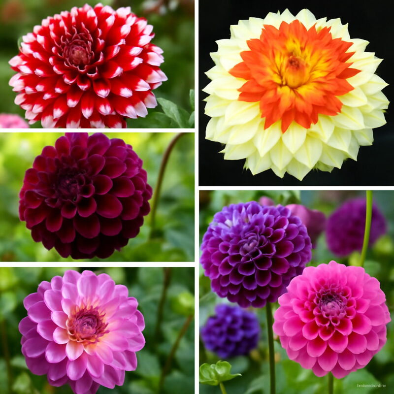 50pcs Dahlia Flower Mixed Bonsai Charming Bonsais Not Bulbs High Germination Home Garden Planting Seeds