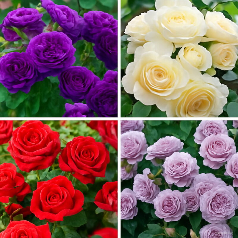 Color Exotic Bonsai 100 Pcs Rose Flower Rainbow Roses Flowers Plant Seedlings Perennial Garden Jardim Plante Seeds