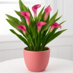 100pcs Rose Purple Calla Lily Bonsai Potted Balcony Radiation Absorption Semenatsvety Garden Perennial Flower Plants Seeds - 6