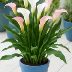 100pcs Rose Purple Calla Lily Bonsai Potted Balcony Radiation Absorption Semenatsvety Garden Perennial Flower Plants Seeds - 5