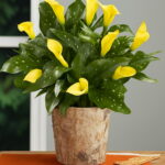 100pcs Rose Purple Calla Lily Bonsai Potted Balcony Radiation Absorption Semenatsvety Garden Perennial Flower Plants Seeds - 3