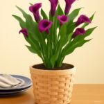 100pcs Rose Purple Calla Lily Bonsai Potted Balcony Radiation Absorption Semenatsvety Garden Perennial Flower Plants Seeds - 2