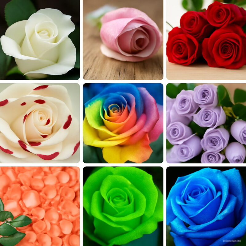 200 Pcs Black Rose Plant Red Edge Color Popular Garden Flower Perennial Bush Or Bonsai Home Seeds