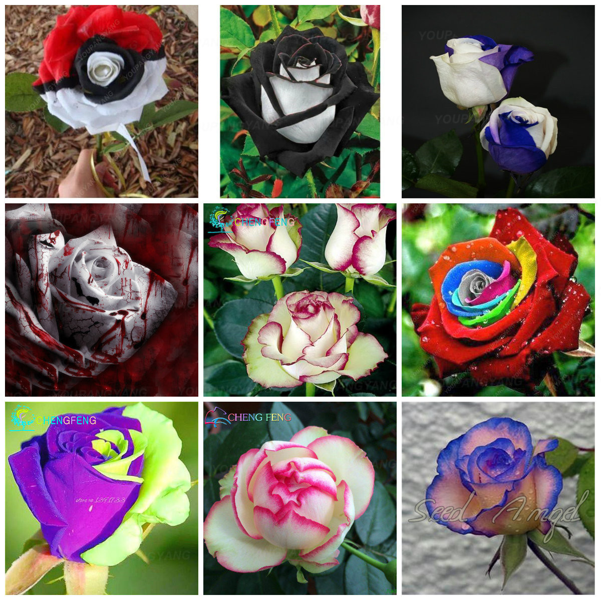 200 Pcs Black Rose Seeds With Red Edges For Perennial Bush Or Cultivation - 8