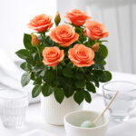 200 Pcs Mini Rose Bonsai Flower Amazingly Beautiful Black Roses Red Edge Plantas Garden Decoration Plant Seeds - 3