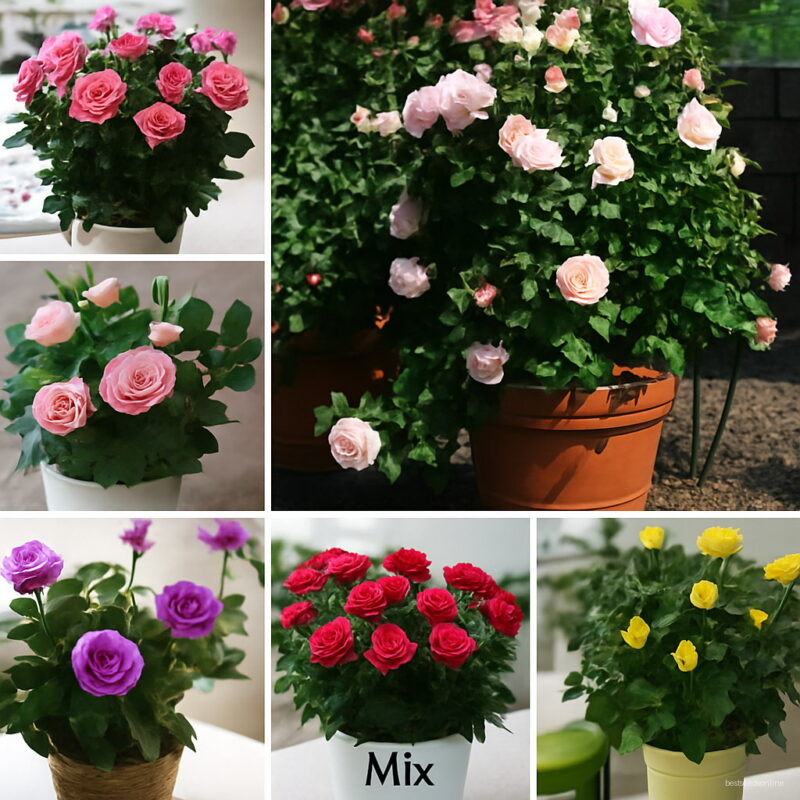 200 Pcs Mini Rose Bonsai Flower Amazingly Beautiful Black Roses Red Edge Plantas Garden Decoration Plant Seeds