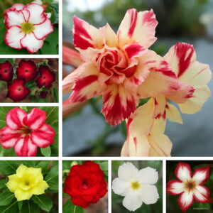 2 Pcs True Adenium Bonsai Exotic Mixed Desert Rose Potted Flowers Balcony Desert-rose Multi-color Petals Succulent Tree Seeds