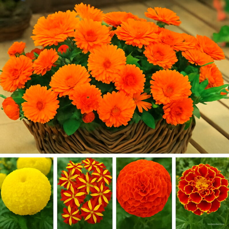 African Marigold French Herbs Tagetes Erecta Flower Bonsai Home Garden Plant 200 Pcs Seeds