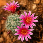 500 African Mixed Cactus Succulent Plant Purify Air Bonsai In The Heat Resistant Care Creative Seeds - 6 500 African Mixed Cactus Succulent Plant Purify Air Bonsai In The Heat Resistant Care Creative Seeds - 6