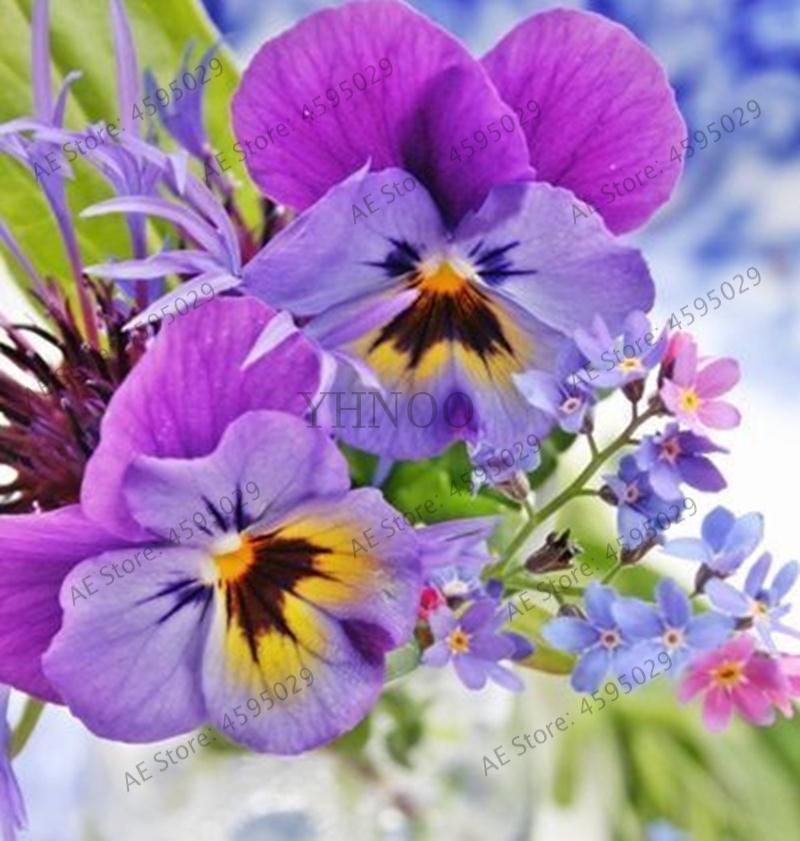 Pansy Flower Seeds 200 Pcs Vibrant Mixed Colors Perennial Blooming Landscaping Indooroutdoor Dcor - 7