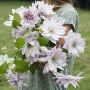 Climbing Clematis Bonsai Flowers Vine Perennial Flower Plants Pot Garden Plant 100 Pcs Seeds - 2