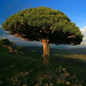 Tree Bonsai 20 Pcs Canary Island Dragon Blood Dracaena Draco Showy Exotic Etxp2g Seeds