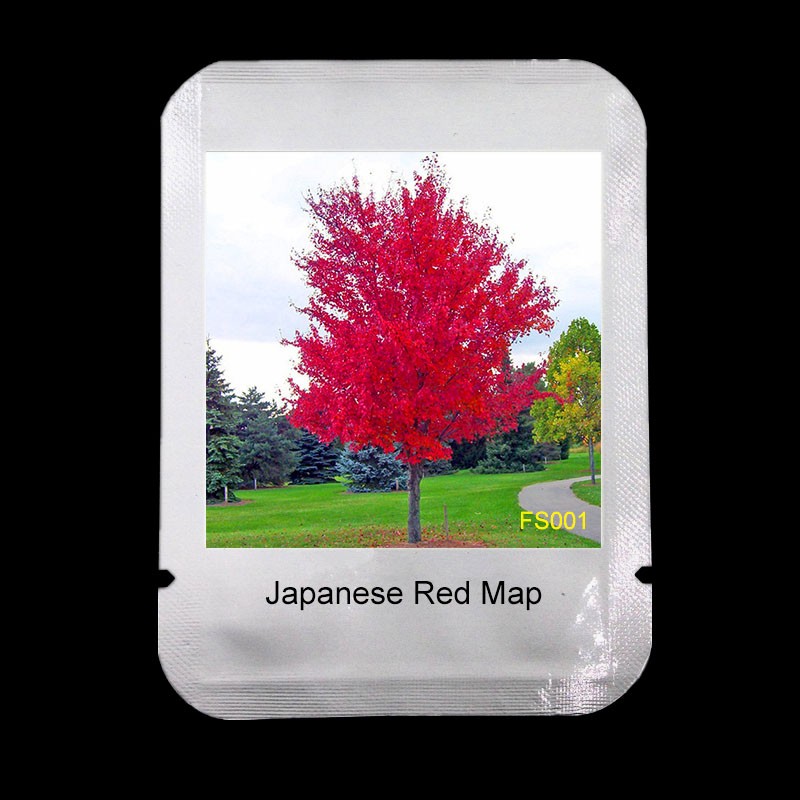 50piece Japanese Red Maple Tree Seed Pack Exquisite Variety Mysterious Fs001 From Japan - 5