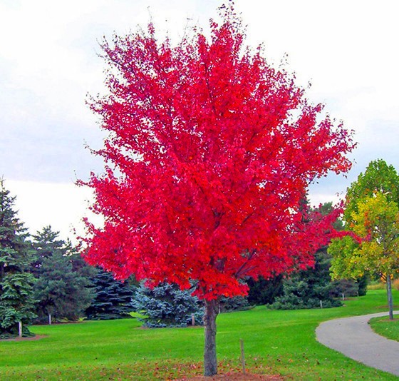 50piece Japanese Red Maple Tree Seed Pack Exquisite Variety Mysterious Fs001 From Japan - 1