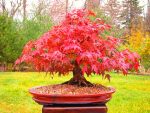 Japanese Red Maple Bonsai Tree Garden Pack 53 Pcs Beautiful Indoor Home Seeds - 2