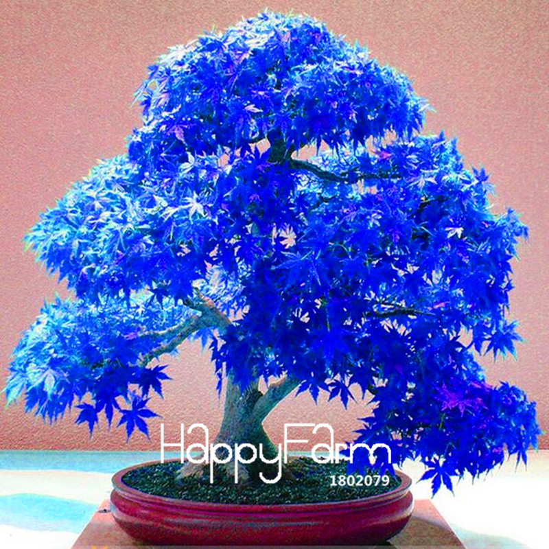 Affordable 20piece Pack Genuine Japanese Ghost Blue Maple Seeds For Balcony Trees - 1