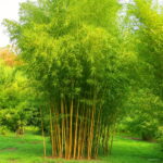 Loss Potted Plant Plants Bonsai 20pcs Plantas Bamboo Floresling Home Garden Fresh Green Phyllostachys Seeds - 3
