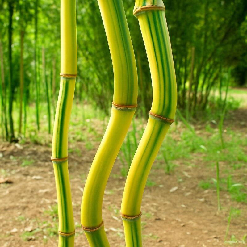 Loss Potted Plant Plants Bonsai 20pcs Plantas Bamboo Floresling Home Garden Fresh Green Phyllostachys Seeds