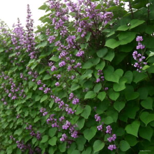 100 Pcs Pack Big Hyacinth Vine Organic Purple Flowers Fast Growing Plant Vegetable Bonsai Seeds - 2