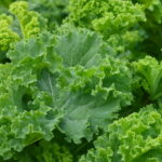 100 Pcs Kale Vegetable Bonsai Delicious German Heirloom To Beautiful Courtyard Plant Home & Garden Seeds