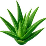 Fresh Vegetables And Fruit Plantas Aloe Vera Floresling Beauty Cosmetic Bonsai Plants Plante Home & Garden Seeds - 4