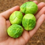 100 Pcs Pack Brussel Sprouts Vegetables Bonsai Garden Heirloom Non-gmo Plants Home Diy Decor Seeds - 2