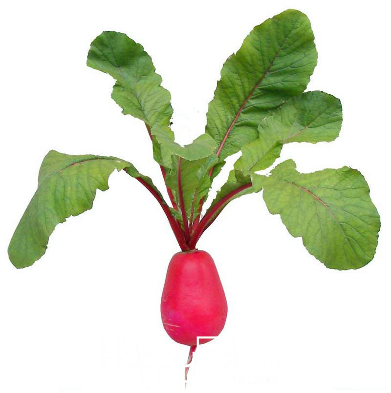 11type Radish Vegetable Seed Kit Ecofriendly Indooroutdoor Green Veggie Cultivation 60 Pcs Pack 2e35qx Seeds - 11