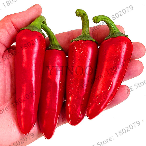 Affordable Nongmo Red Hot Chili Pepper Seed Pack 100 Count Ideal For Indoor Outdoor Cultivation Vegetable 0oj Seeds - 1