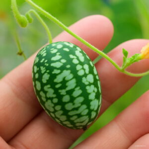 100 Pc Mini Watermelon Cucumbers Bonsai Vegetables Fruit Thumb Water Melon Plants Taste Pepquinos B Seeds - 2