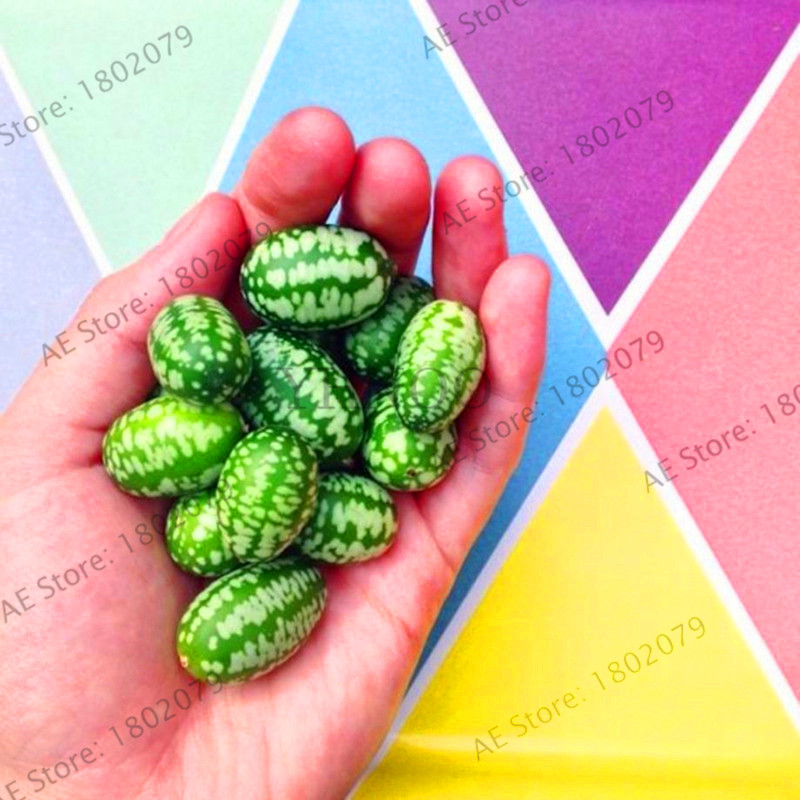 100 Pc Mini Watermelon Cucumber Vegetables Delicious Thumb Water Melon Seeds Perfect For Indoor Farming And Balcony Pots - 4