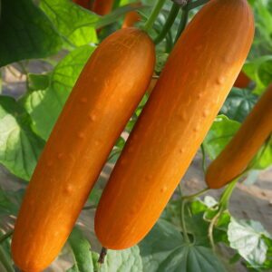Loss White Cucumber Bonsai Cuke Plants Green Vegetable Plantas Balcony Garden Fruits - 100 Pcs 0mhruy Seeds - 2
