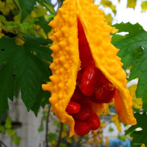 Hot Vegetable Bonsai Momordica Charantia Bitter Gourd Balsam Apple Cucumber Herbs Family Garden 20pcs Onpcl1 Seeds - 2