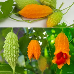 Hot Vegetable Bonsai Momordica Charantia Bitter Gourd Balsam Apple Cucumber Herbs Family Garden 20pcs Onpcl1 Seeds