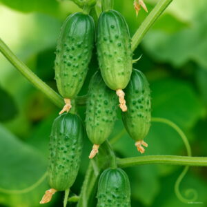 Hot 100 Cucumber Bonsai Early Polish Variety Open Soil Growing Plant Vegetables Home Garden Grgx Seeds - 2