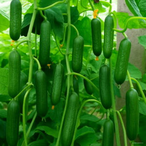 Hot 100 Pcs Cucumber Bonsai Japanese Mini Vegetable Plant Organic No-gmo Flores Home Garden Gc85tq Seeds - 2