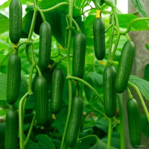 Loss 100 Pcs Mini Cucumber Bonsai Organic Plants Vegetables Ourdoor Plant Home Garden Green Food Plan Seeds - 2